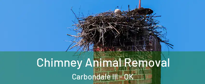Chimney Animal Removal Carbondale III - OK