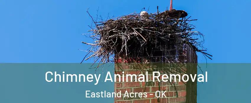 Chimney Animal Removal Eastland Acres - OK