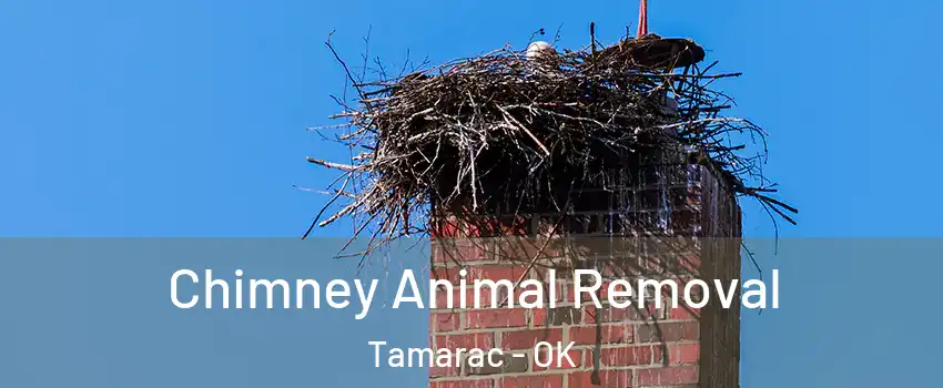 Chimney Animal Removal Tamarac - OK