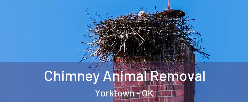 Chimney Animal Removal Yorktown - OK